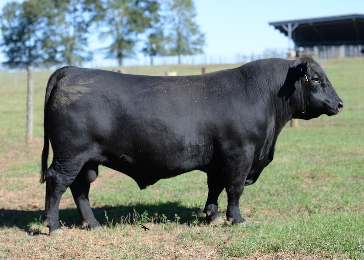 KAPPES-RESOURCE-T156-C121-angus-sire